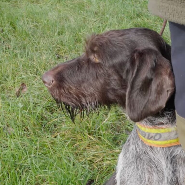 Hundesuche mit Drohne
