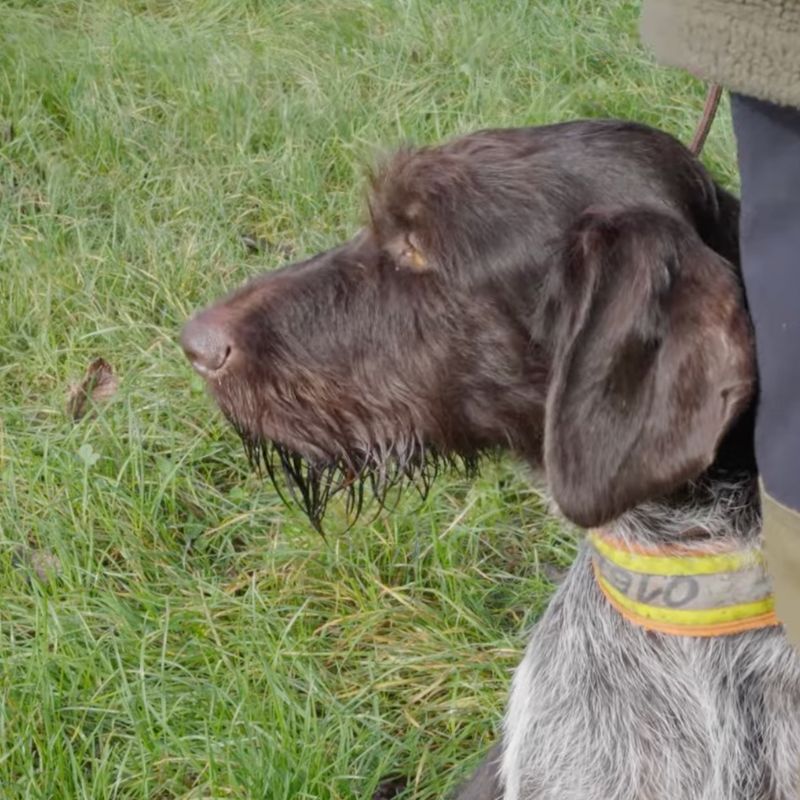 Hundesuche mit Drohne