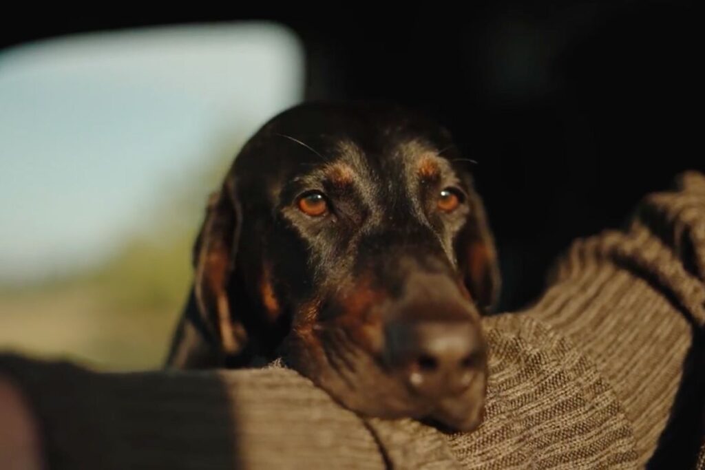 Jagdhund